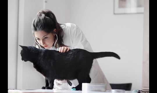 Female veterinarian examines black cat