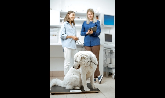 veterinary customer service