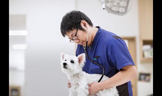 Asian American male veterinarian uses stethoscope on white dog