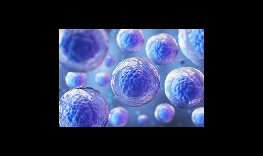CGT cells